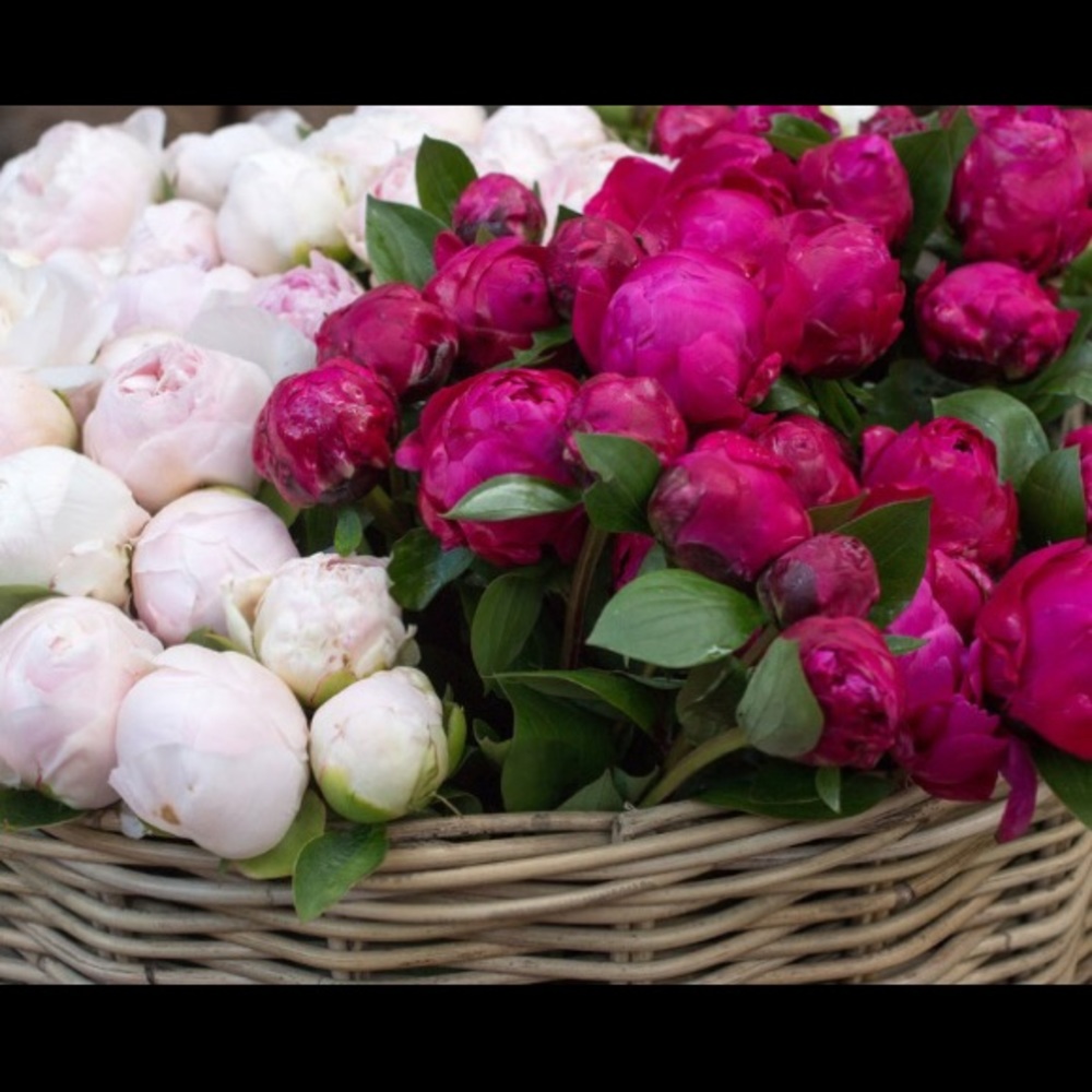 Meet your Posher, Kelli